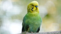 Како да спијам папагали и колку спиење